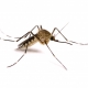 Nazi scientists planned to use mosquitoes as biological weapon