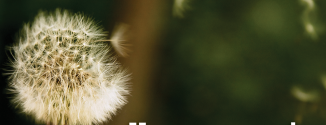 SciDev.Net: The Muslim Diaspora – From Brain Drain to Brain Gain?