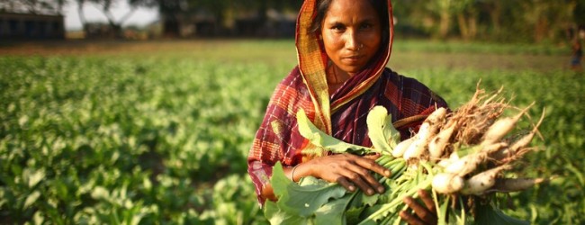 Pakistani farming starved of research funding