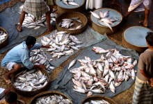 R&D can boost rice-fish farming in Bangladesh