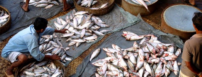 R&D can boost rice-fish farming in Bangladesh