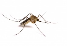 New potential drug targets for malaria