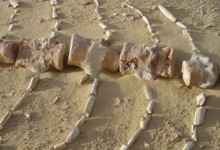 Whale Valley: An Evolving Story