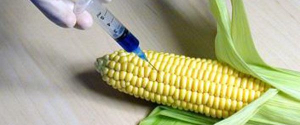 GMOs and food security in the Islamic world