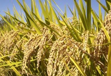 A Red Alert for Yellow Rust