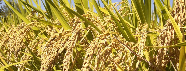 A Red Alert for Yellow Rust