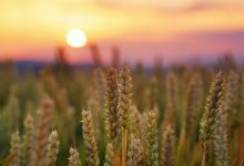 Middle East conflicts threaten crop ancestors key to food security, scientists warn