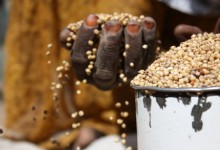 Ebola threatens food security in West Africa: FAO