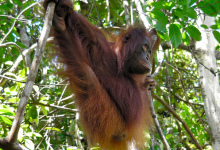 Monkey malaria on the rise among humans in Malaysia