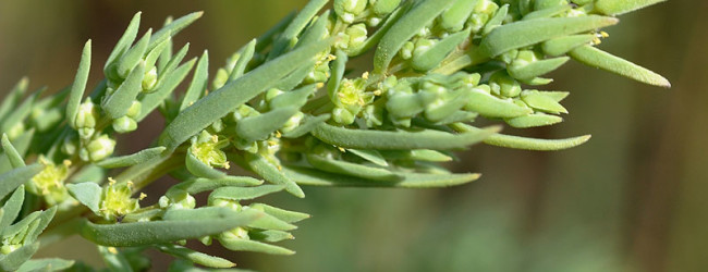 Pakistani scientists develop DNA barcode