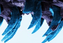 Strongest Natural Material Found