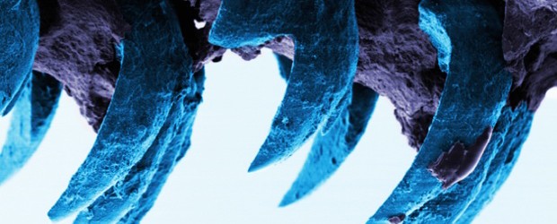 Strongest Natural Material Found