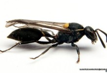 Wasp venom ‘a weapon against cancer’