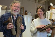 Mali trees can kill the Malaria carrying mosquito and its parasite