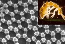 Scientists at KAUST draw inspiration from insects for developing a liquid repellent material