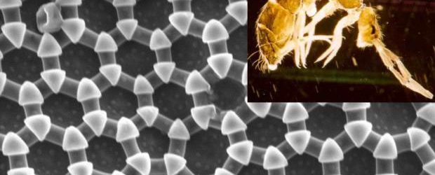 Scientists at KAUST draw inspiration from insects for developing a liquid repellent material