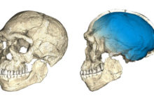 Morocco’s Earliest Human Fossils Suggest a Different Timeline of Evolution