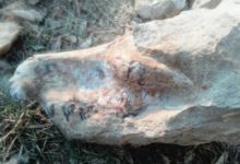 Archeologists in Pakistan unearth a 3.3-million-year-old fossil of extinct Anthracothere